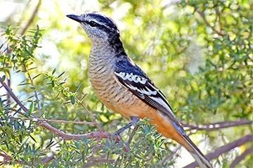 Varied triller Varied Triller Australian Birds photographs by Graeme Chapman