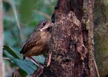 Variegated antpitta Surfbirds Online Photo Gallery Search Results