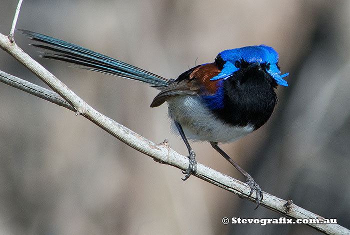 Variegated fairywren Variegated Wren Malurus lamberti Stevografix