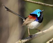 Variegated fairywren httpsuploadwikimediaorgwikipediacommonsthu