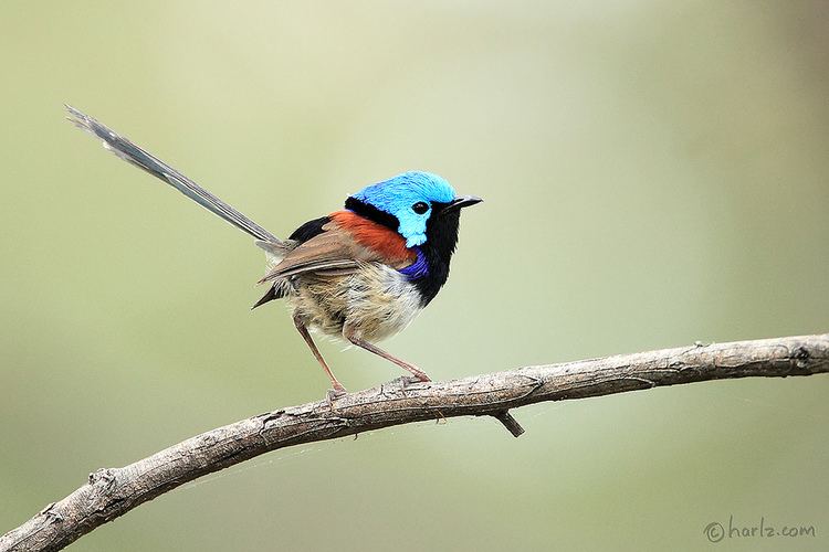 Variegated fairywren Variegated Fairywren Malurus lamberti Variegated Fairy Flickr