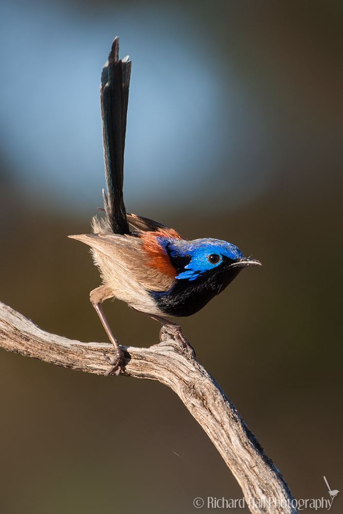 Variegated fairywren Variegated Fairywren