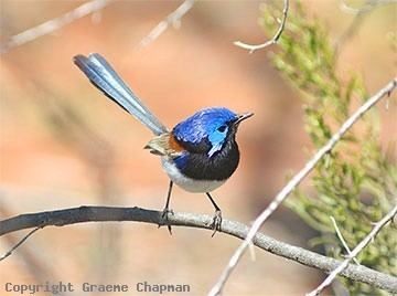 Variegated fairywren Variegated Fairywren Australian Birds photographs by Graeme Chapman