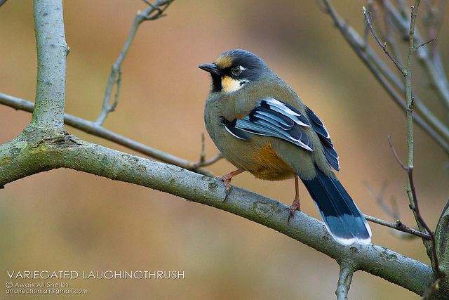 Variegated laughingthrush Laughingthrushes and Babblers a gallery on Flickr