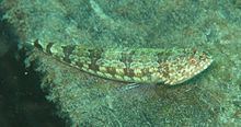 Variegated lizardfish httpsuploadwikimediaorgwikipediacommonsthu
