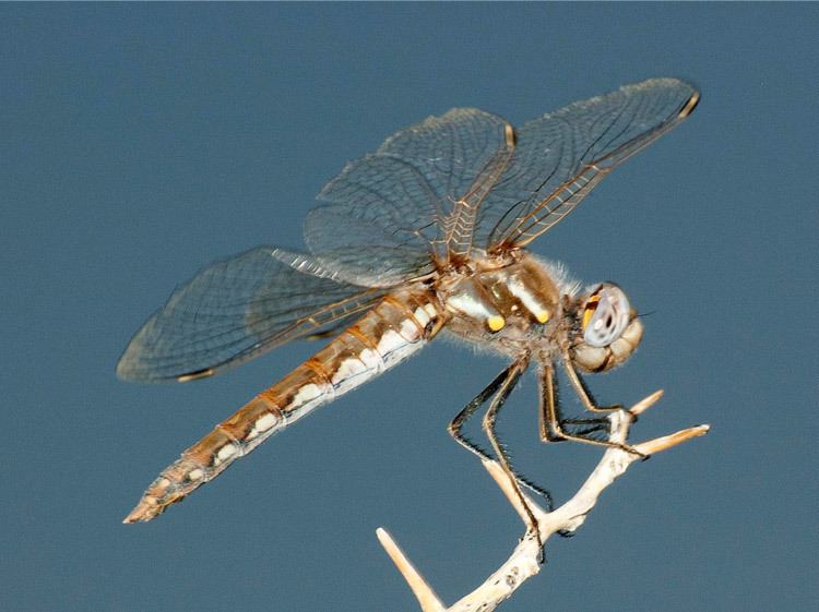 Variegated meadowhawk Migratory Dragonflies Identification Guide Variegated Meadowhawk