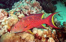 Variola (fish) httpsuploadwikimediaorgwikipediacommonsthu