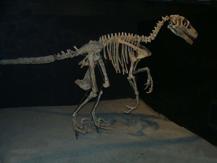 Variraptor Variraptor Wikipdia