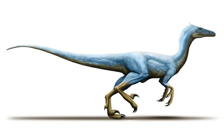 Variraptor Variraptor Pictures amp Facts The Dinosaur Database