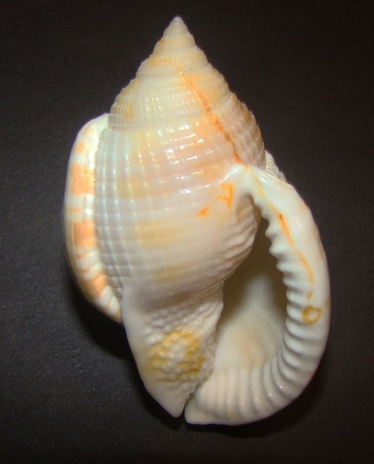 Varix (mollusc)