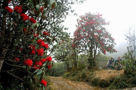 Varsey Rhododendron Sanctuary route Picture of Varsey Rhododendron Sanctuary West Sikkim