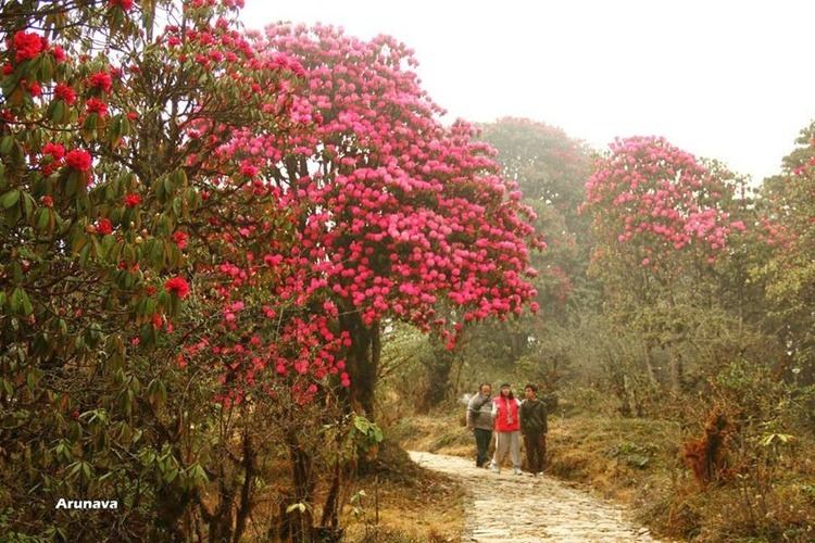 Varsey Rhododendron Sanctuary Nature India Tours Birding in SIKKIM A dream destination 24th
