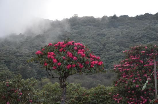 Varsey Rhododendron Sanctuary Varsay Picture of Varsey Rhododendron Sanctuary West Sikkim