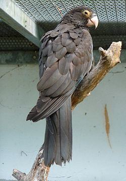 Vasa parrot httpsuploadwikimediaorgwikipediacommonsthu