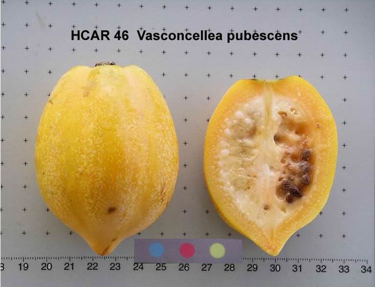 Vasconcellea Papaya Collection USDA ARS