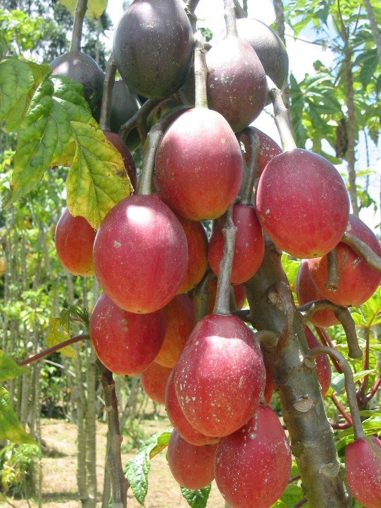Vasconcellea FileVasconcellea goudotiona with red fruitsJPG Wikimedia Commons