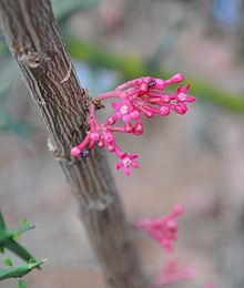 Vasconcellea parviflora httpsuploadwikimediaorgwikipediacommonsthu