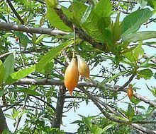 Vasconcellea quercifolia httpsuploadwikimediaorgwikipediacommonsthu
