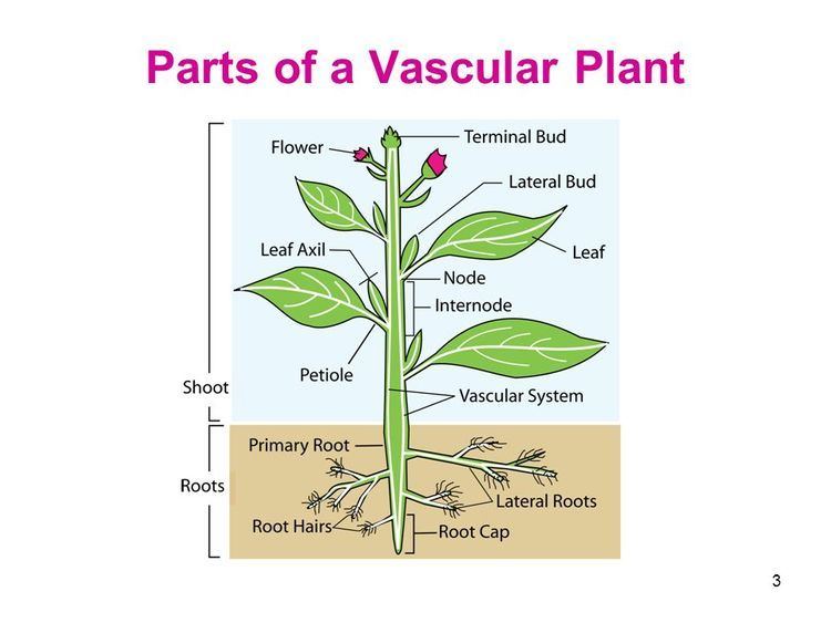 vascular plant diagram