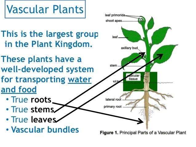 Vascular plant Vascular and Non Vascular Plants