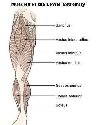 Vastus intermedius muscle