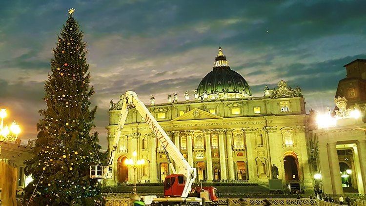 Vatican Christmas Tree Vatican Christmas Tree 2015 at Saint Peter39s Square preparations