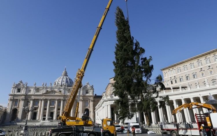 Vatican Christmas Tree wwwcatholicheraldcoukcontentuploads201511f