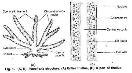 Vaucheria Vaucheria Occurrence Reproduction and Life Cycle
