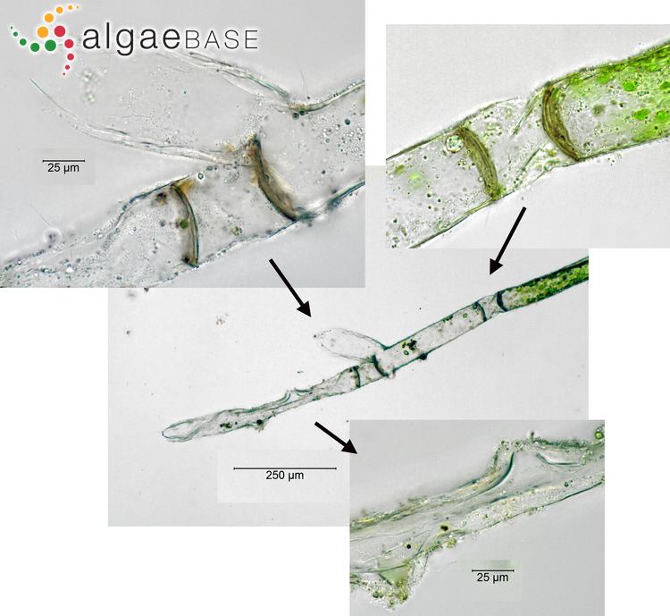 Vaucheria litorea imgalgaebaseorgimages56A1D5360a4e5311F3SUH4428