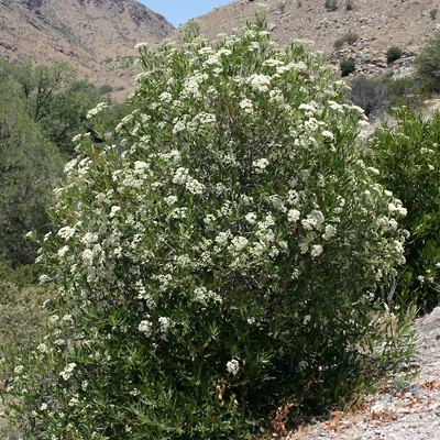 Vauquelinia californica Vauquelinia californica Arizona Rosewood Southeastern Arizona