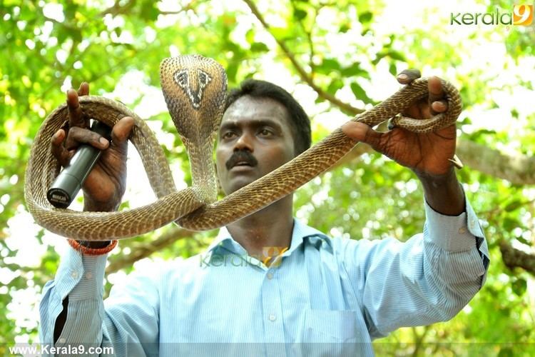 Vava Suresh Vava suresh snake show photos 04281 Kerala9com