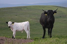 Vaynol cattle httpsuploadwikimediaorgwikipediacommonsthu