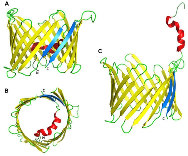 VDAC1 Frontiers VDAC1 from structure to cancer therapy Molecular and