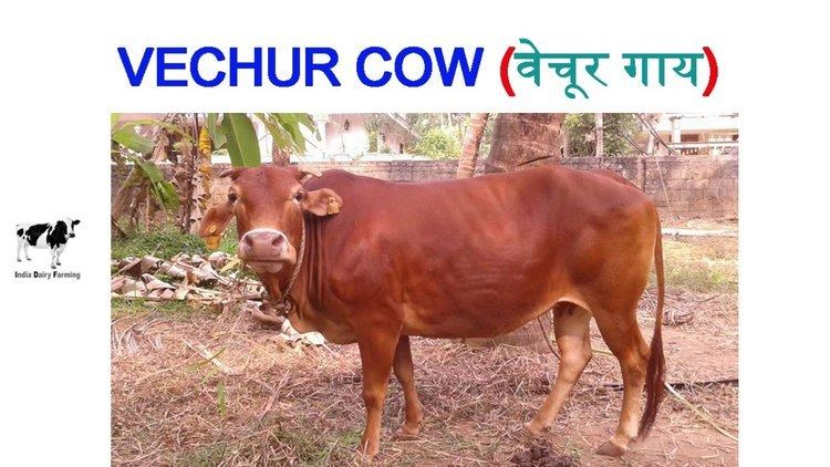 Vechur Cattle Vechur Cow A Rare And Supreme Cow Breed of Kerala
