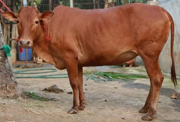 Vechur Cattle OUR BREEDS