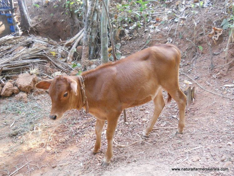 Vechur Cattle Why you should not buy a Vechur Dwarf Cow Natural Farmers Kerala