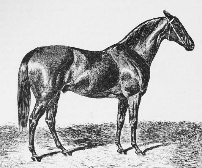 Vedette (horse)
