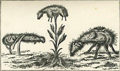 Vegetable Lamb of Tartary - Alchetron, the free social encyclopedia