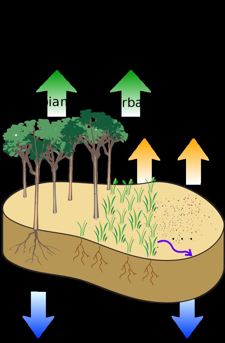 Vegetation and slope stability