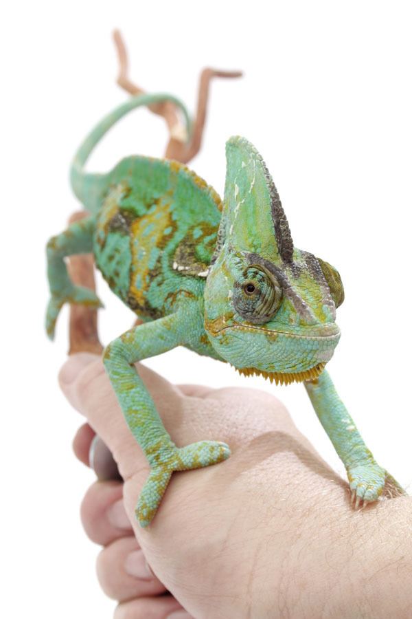 Veiled chameleon rivistacdnreptilesmagazinecomveiledchameleon2