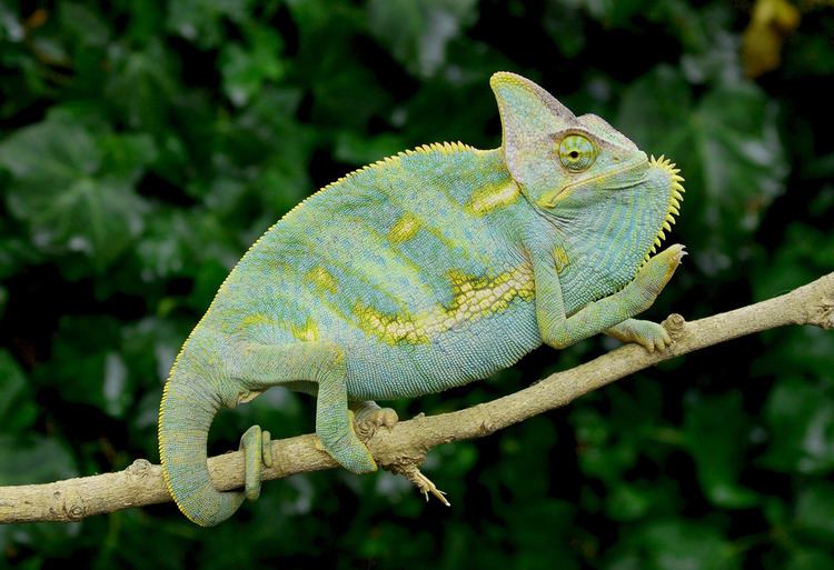 Veiled chameleon Sub Adult Veiled Chameleons For Sale FL Chams
