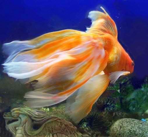 Veiltail 10 Best ideas about Veiltail Goldfish on Pinterest Fantail