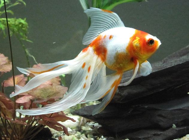 Veiltail Veiltail Goldfish Tips and Characteristics
