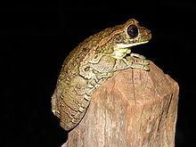 Veined tree frog httpsuploadwikimediaorgwikipediacommonsthu