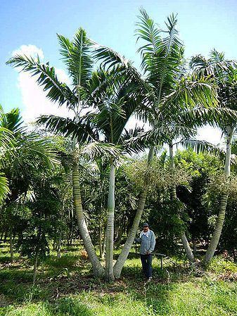 Veitchia Veitchia arecina Palmpedia Palm Grower39s Guide