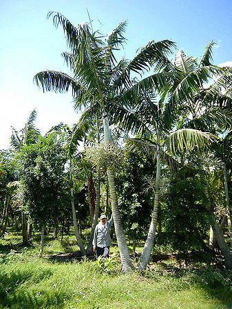 Veitchia Veitchia arecina Palmpedia Palm Grower39s Guide