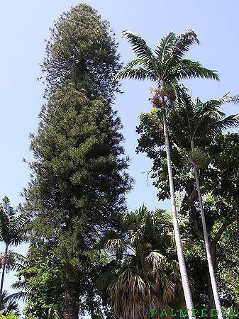 Veitchia arecina Veitchia arecina Palmpedia Palm Grower39s Guide