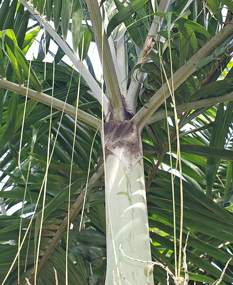 Veitchia arecina Veitcha arecina Identifying Commonly Cultivated Palms