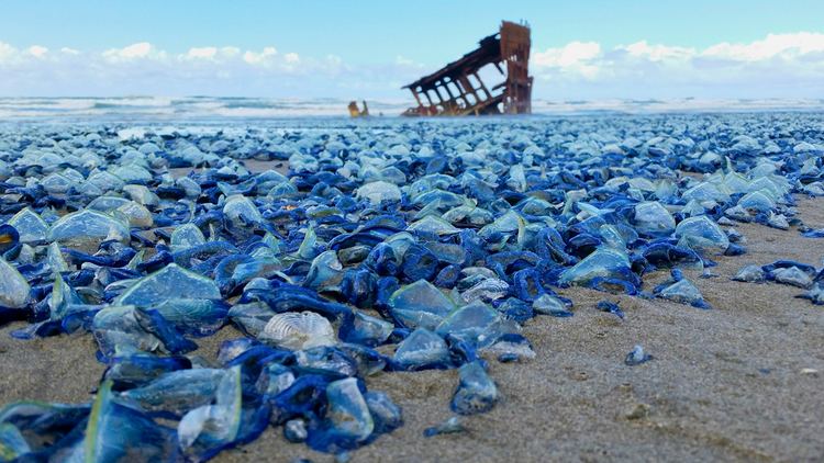 Velella Pictures Billions of Blue Jellyfish Wash Up on American Beaches