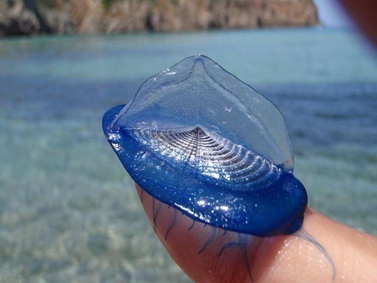 Velella This is the Velella a small free floating hydrozoan It39s currently